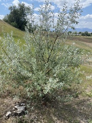 Elaeagnus angustifolia