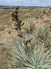 Yucca glauca