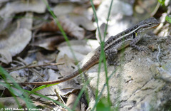 Sceloporus variabilis marmoratus