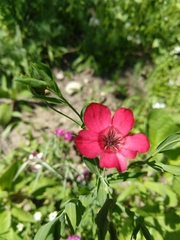 Linum grandiflorum