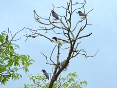 Cyanocorax cristatellus