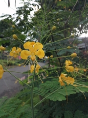 Caesalpinia