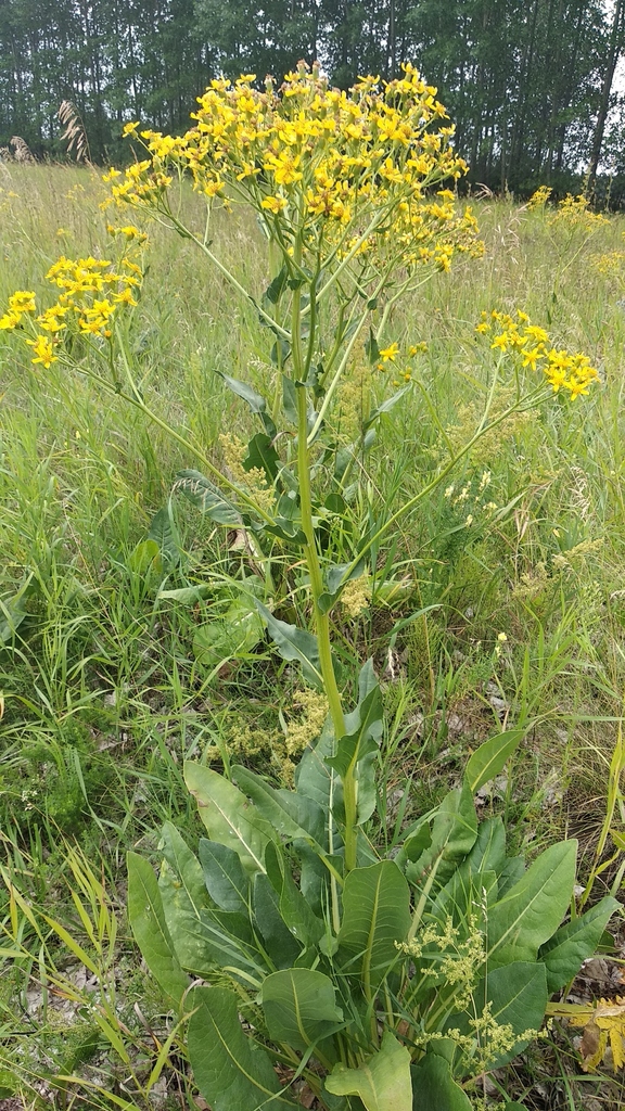 Senecio doria — a medium houseplant, prefers full sun light