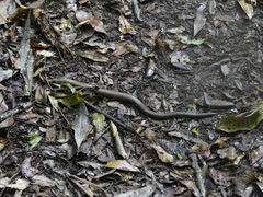 Coeranoscincus reticulatus