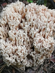 Ramaria pallida