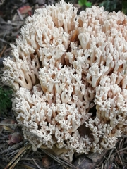 Ramaria pallida