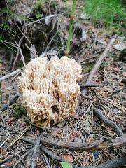 Ramaria pallida