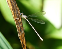 Lestes undulatus