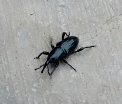Cosmopolites sordidus