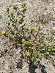 Grindelia squarrosa