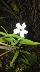 Silene procumbens