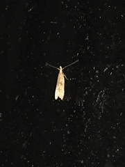 Dichomeris punctipennella