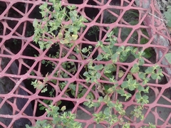 Euphorbia peplus