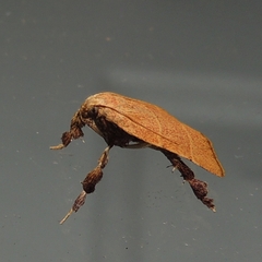 Parachma ochracealis