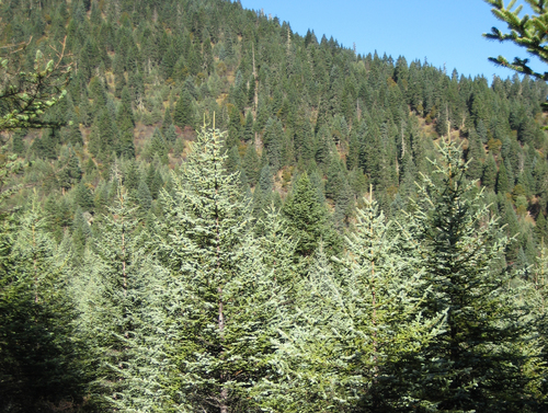 Picea asperata