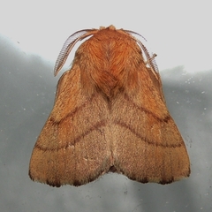 Forest Tent Caterpillar Moth - Photo (c) Royal Tyler, some rights reserved (CC BY-NC-SA), uploaded by Royal Tyler