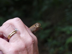 Coeranoscincus reticulatus