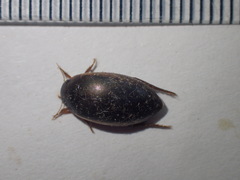 Ilybius fuliginosus