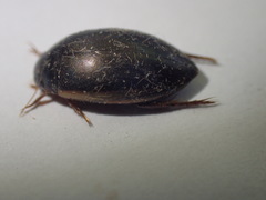 Ilybius fuliginosus