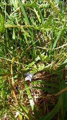 Campanula californica