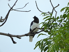 Cyanocorax cristatellus