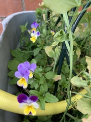 Viola tricolor tricolor