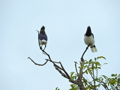 Cyanocorax cristatellus