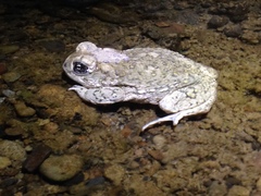 Anaxyrus californicus