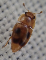 Epuraea ocularis