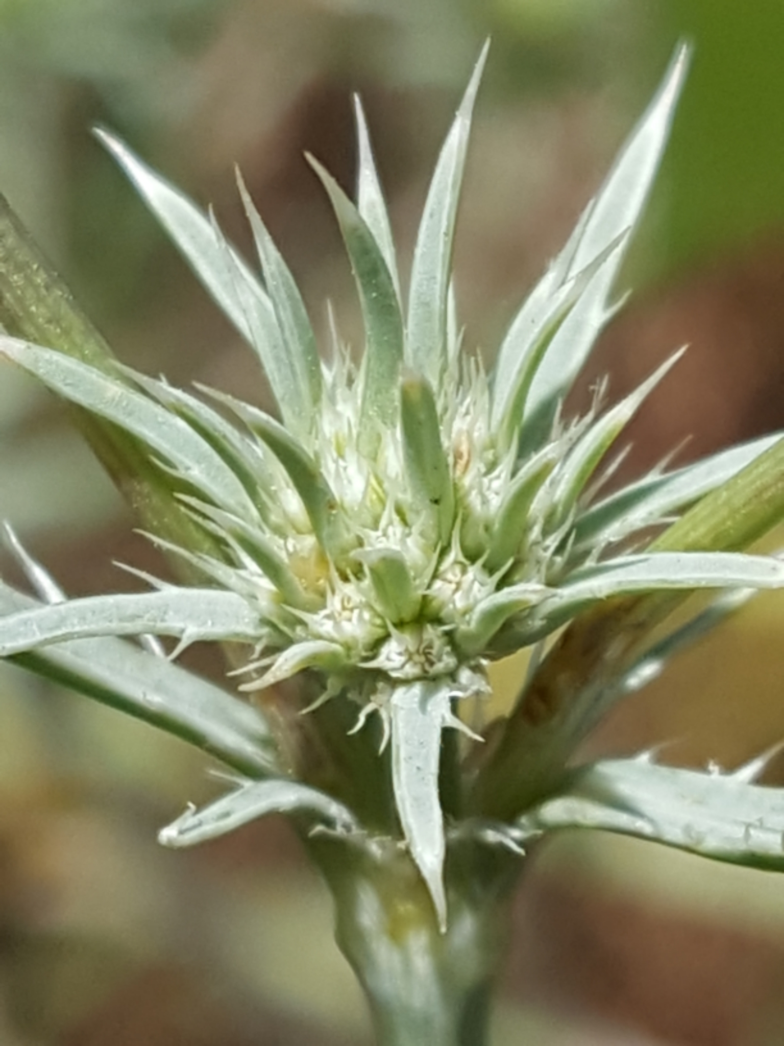 Eryngium petiolatum
