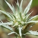 Oregon Coyote-Thistle - Photo (c) Alex Abair, some rights reserved (CC BY-NC), uploaded by Alex Abair