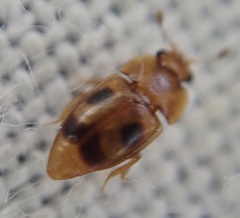 Epuraea ocularis