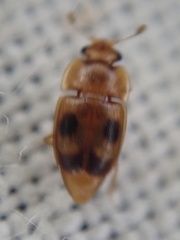 Epuraea ocularis