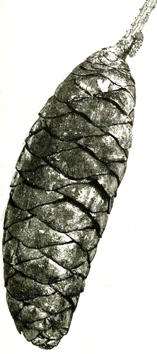 Veitch's spruce (Picea neoveitchii)