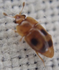 Epuraea ocularis