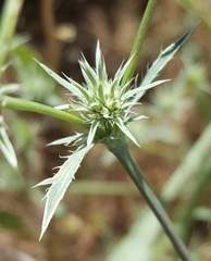Eryngium petiolatum