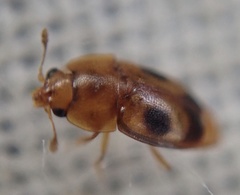 Epuraea ocularis