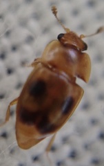 Epuraea ocularis
