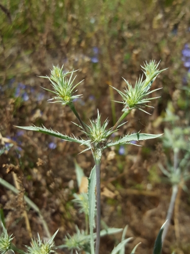 Image of Eryngium petiolatum by (c) Alex Abair, some rights reserved (CC BY)