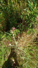 Cirsium douglasii