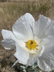 Argemone polyanthemos