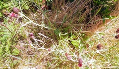Cirsium douglasii