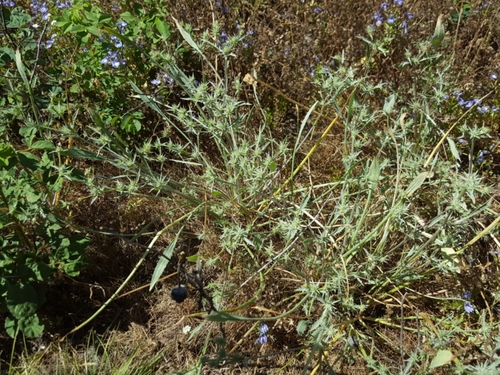 Image of Eryngium petiolatum by (c) Alex Abair, some rights reserved (CC BY)
