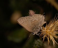 Satyrium tetra