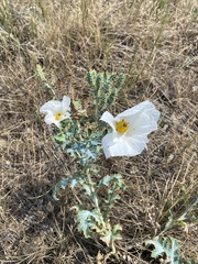 Argemone polyanthemos