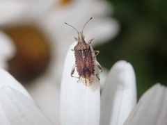 Harmostes fraterculus