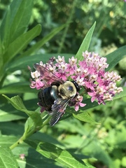 Xylocopa virginica