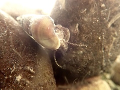 Juga plicifera