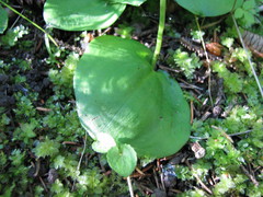 Galearis rotundifolia