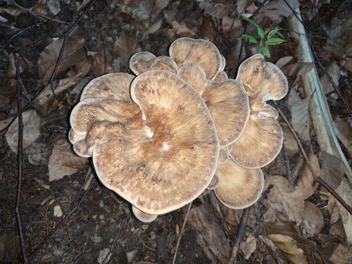 Giant Polypore
